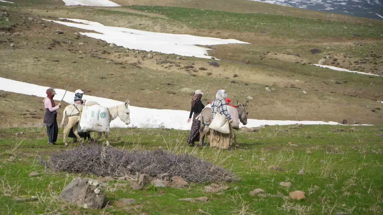 Muş dağlarında bahar bereketi: Gulik otu köylünün yüzünü güldürdü