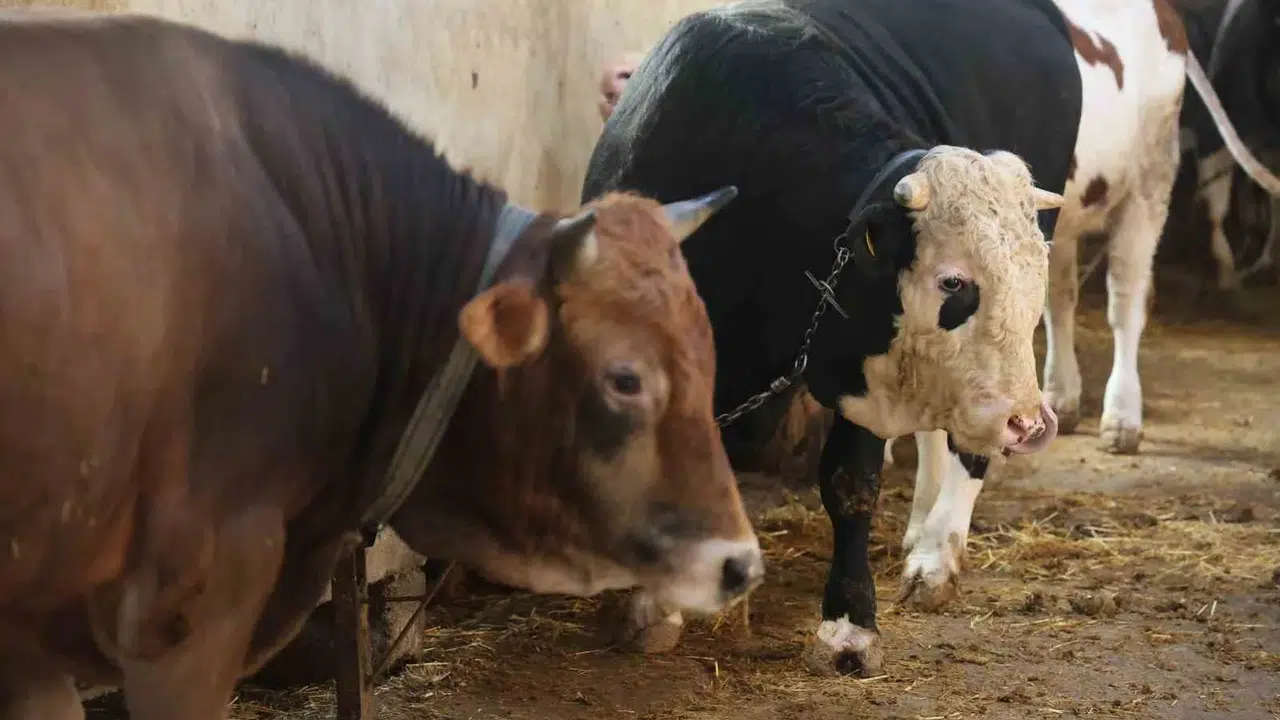 Kurban pazarında  kapak atma  uyarısı: Ucuz etin peşinde koşarken dolandırılmayın
