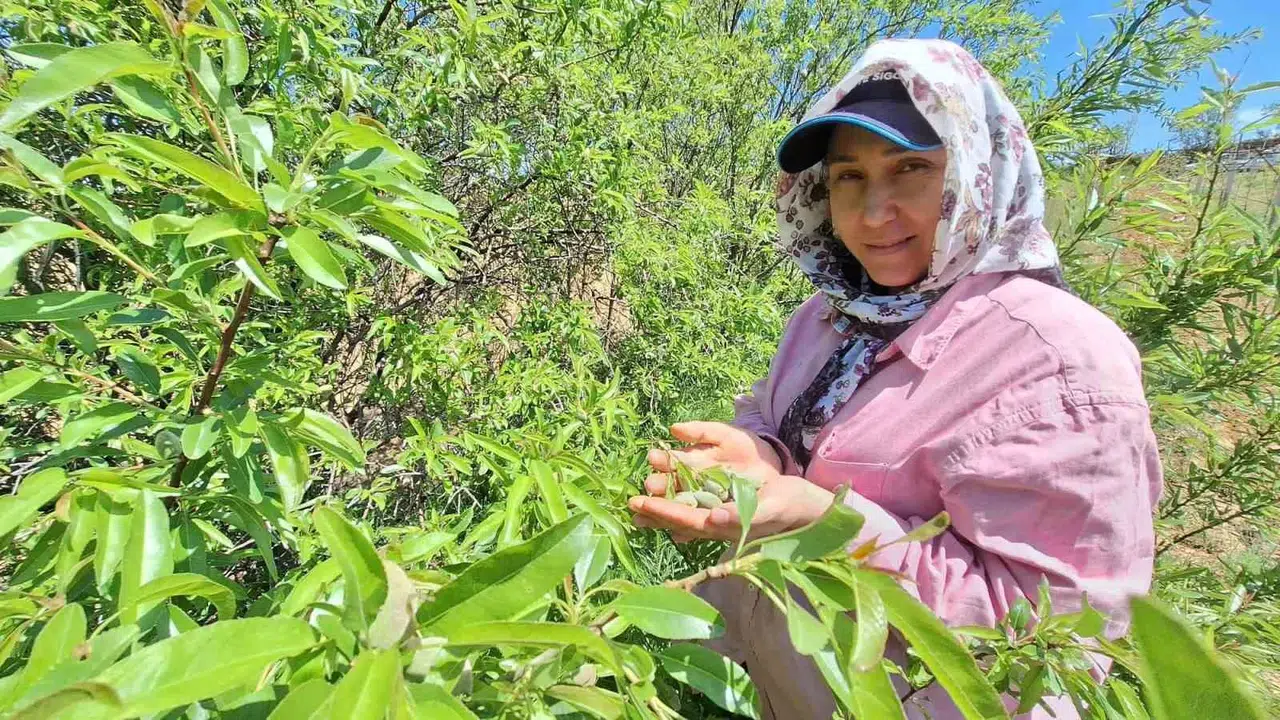 Baharın müjdecisi tezgahlara indi: Sarıgöl'de çağla bereketi yaşanıyor