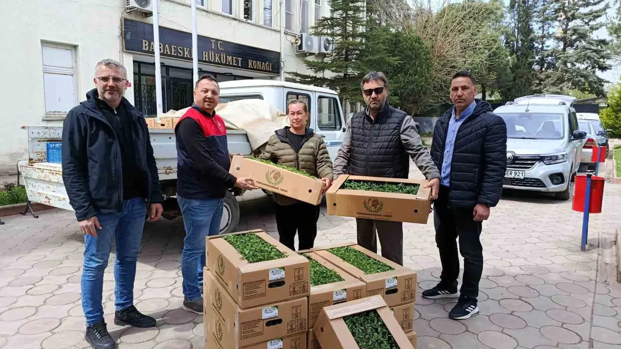 Babaeski'de tarıma büyük destek: 2 bin fide üreticinin yüzünü güldürdü