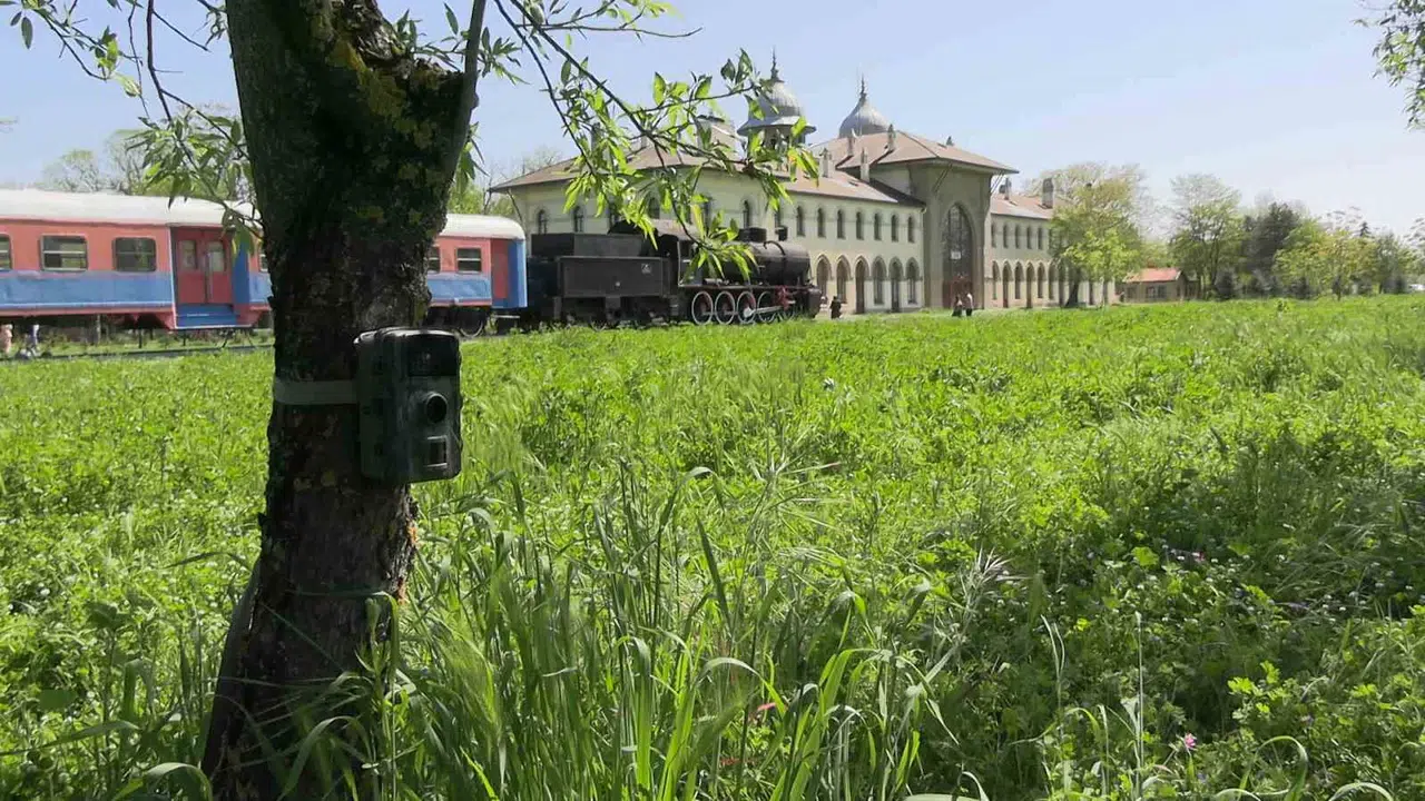 Edirne’de kampüs hayatı doğayla iç içe: Yaban hayvanlarının gizli dünyası fotokapanlara yansıdı