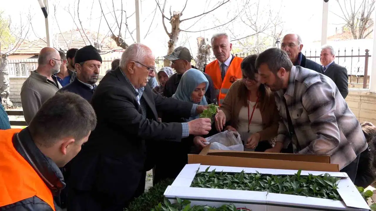 Atakum’da toprak bereketleniyor: Çiftçiye 100 bin fide desteği