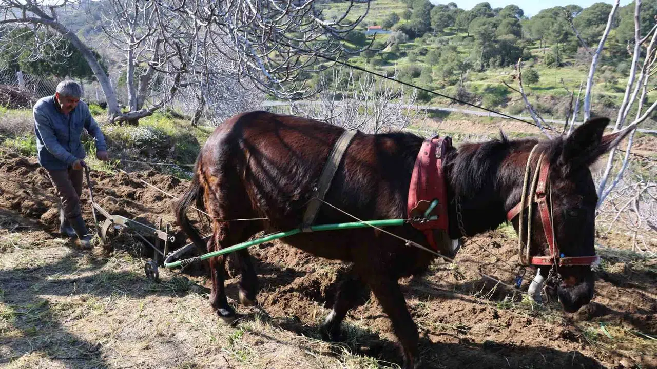 Gençler şehre göç etti, tarlalar dedelere kaldı: Aydın’da tarımın geleceği endişe veriyor