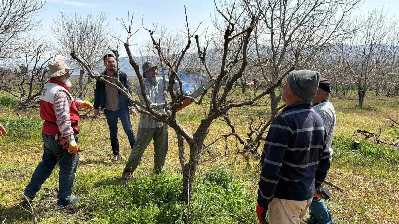 Emekler bir gecede küle döndü: Adıyamanlı çiftçinin hurma ağaçlarıyla imtihanı bitmiyor