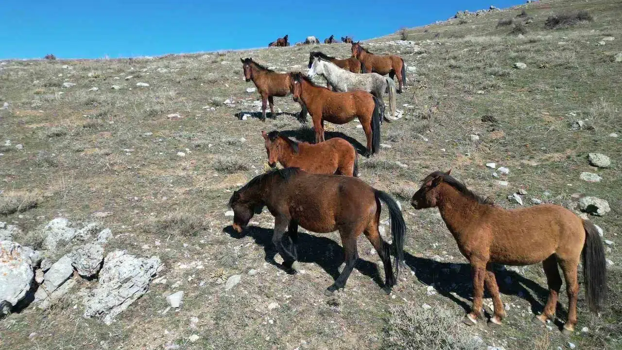 Baharın müjdecisi oldular: Yılkı atlarının yaylalardaki görsel şöleni havadan görüntülendi
