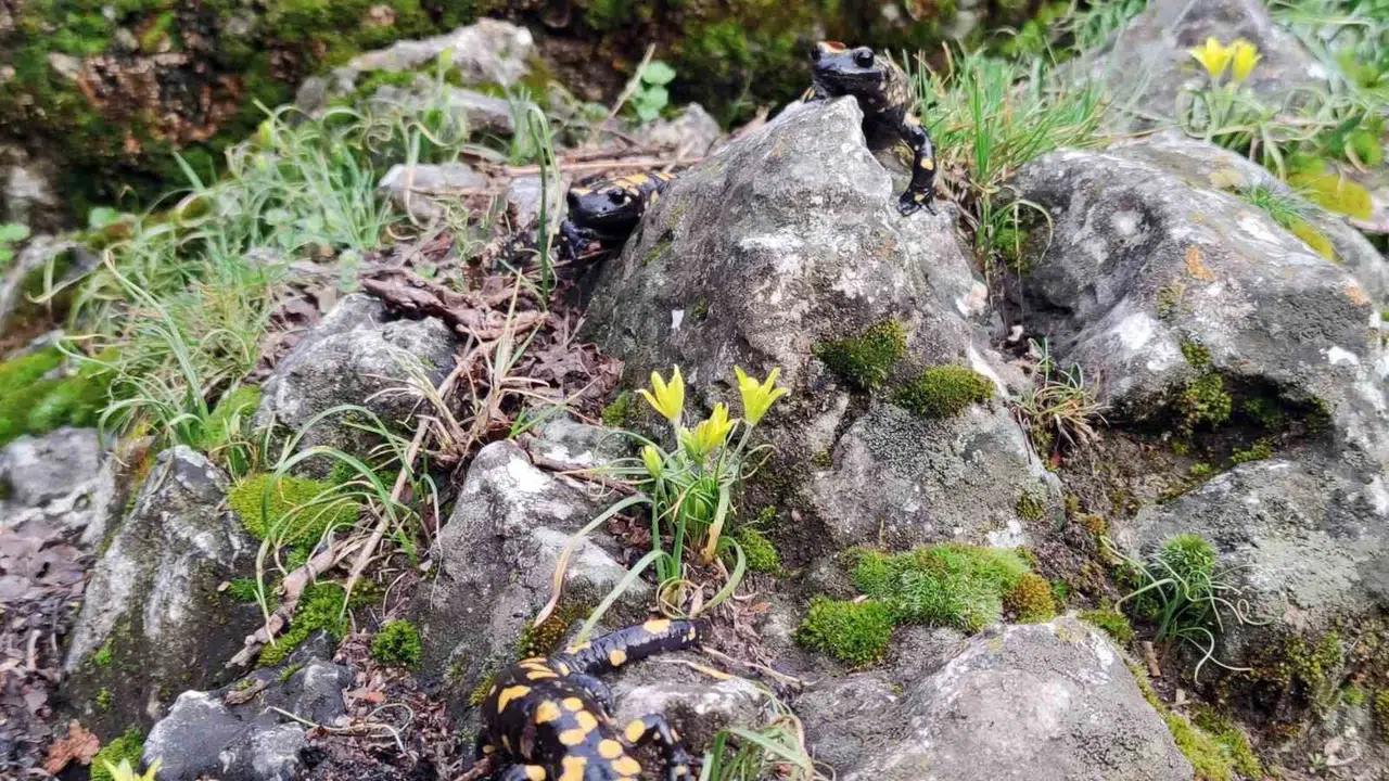 Baharın müjdecisi Erzincan'da ortaya çıktılar: Doğanın gizli kahramanları görüntülendi