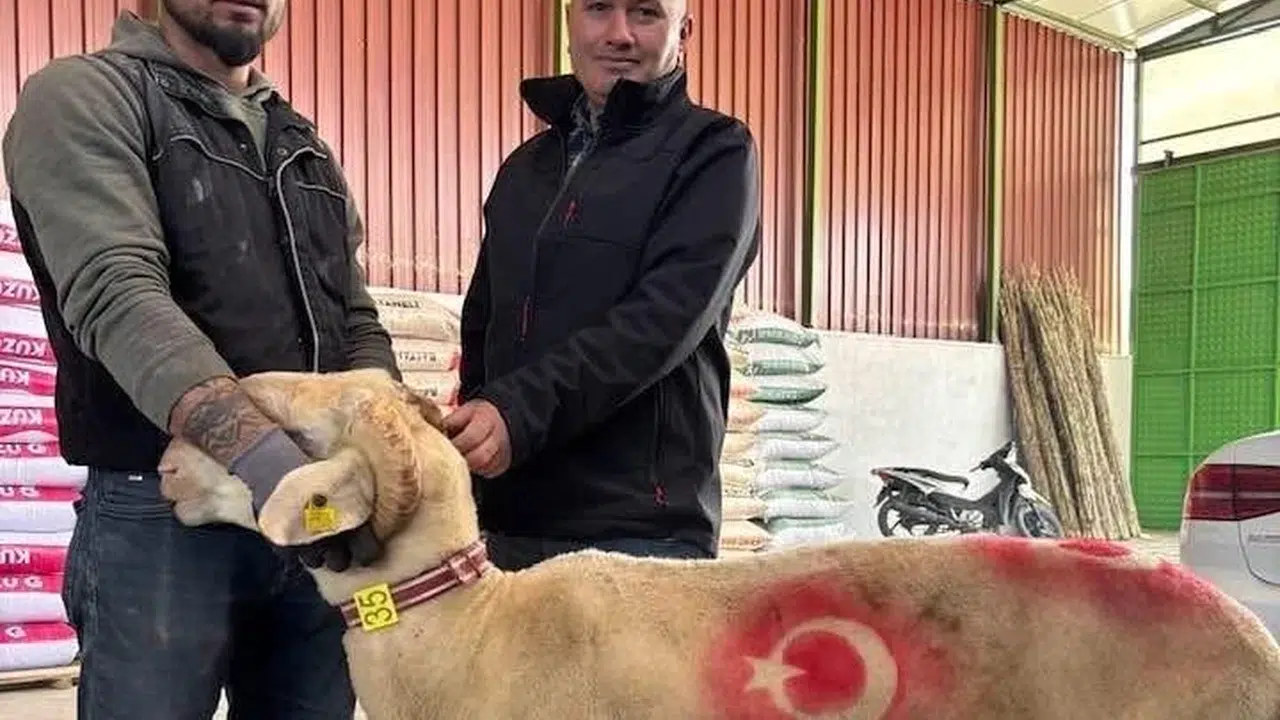 Bayram telaşı erken başladı: Sarıgöl’de kurbanlık pazarlarında fiyat endişesi hareketliliği artırdı