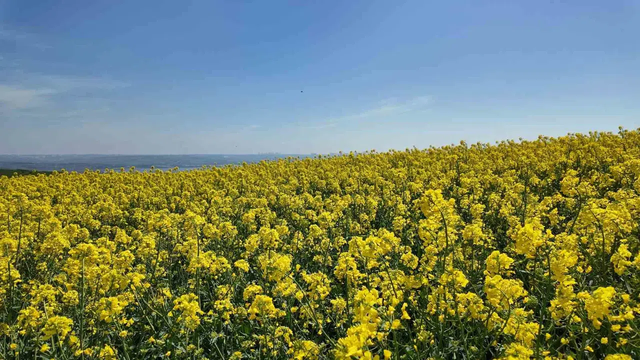 İstanbul’un sarı gelinleri baharı müjdeledi: Tarlalar kartpostallık görüntülere sahne oluyor