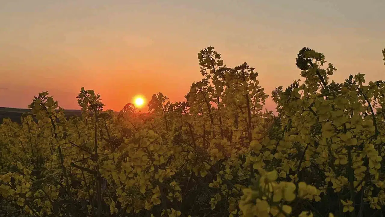Sarı tarlalar kızıl gökyüzüyle buluştu: Hayrabolu’da kartpostallık gün batımı