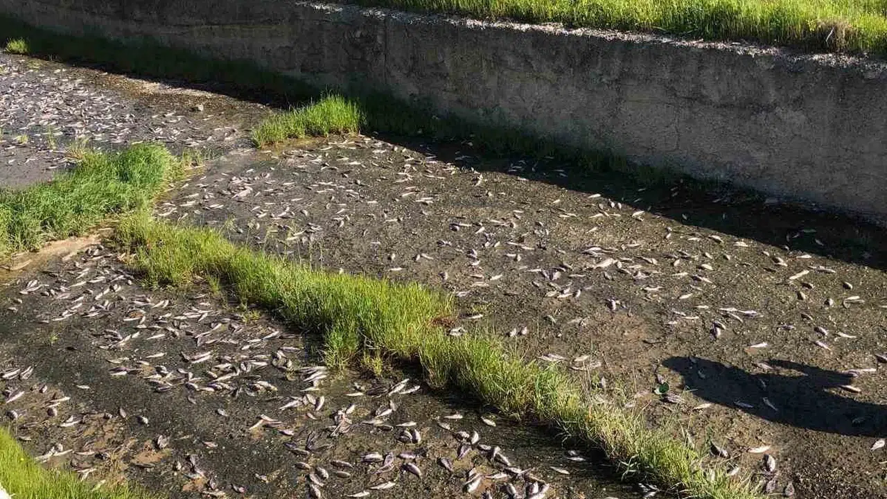 Ulaş Gölü’nde ürküten manzara: Binlerce balık kıyıya vurdu