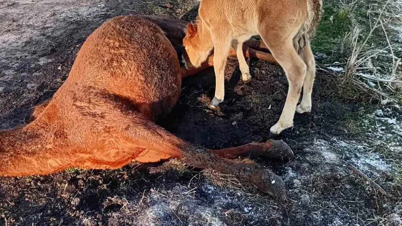 Ardahan'da yürek yakan veda: Annesinin cansız bedenini bırakmayan tay herkesi ağlattı