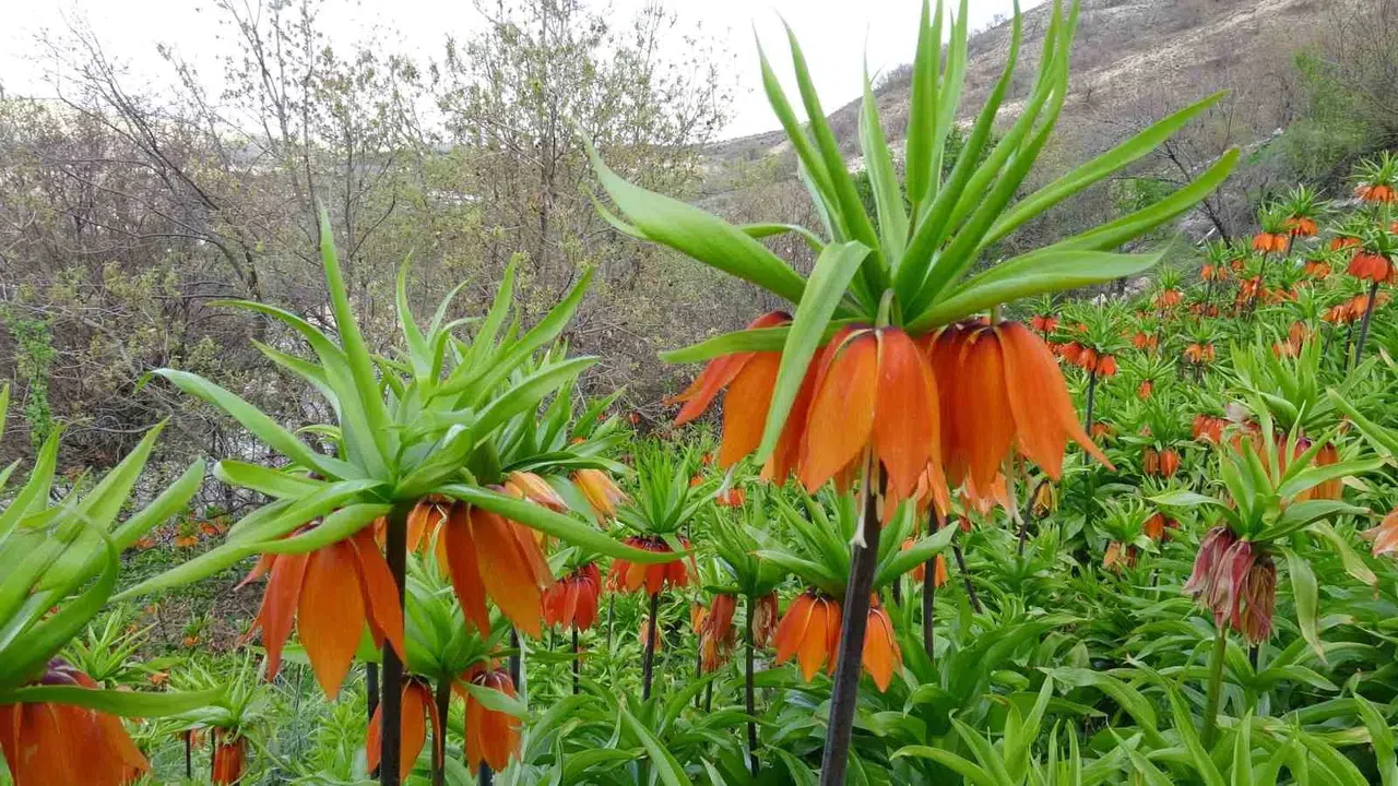 Malatya’nın dağları bu yıl da hüzünle gülümsüyor: Doğanın nadide çiçeği ters laleler kartpostallık görüntüler oluşturdu