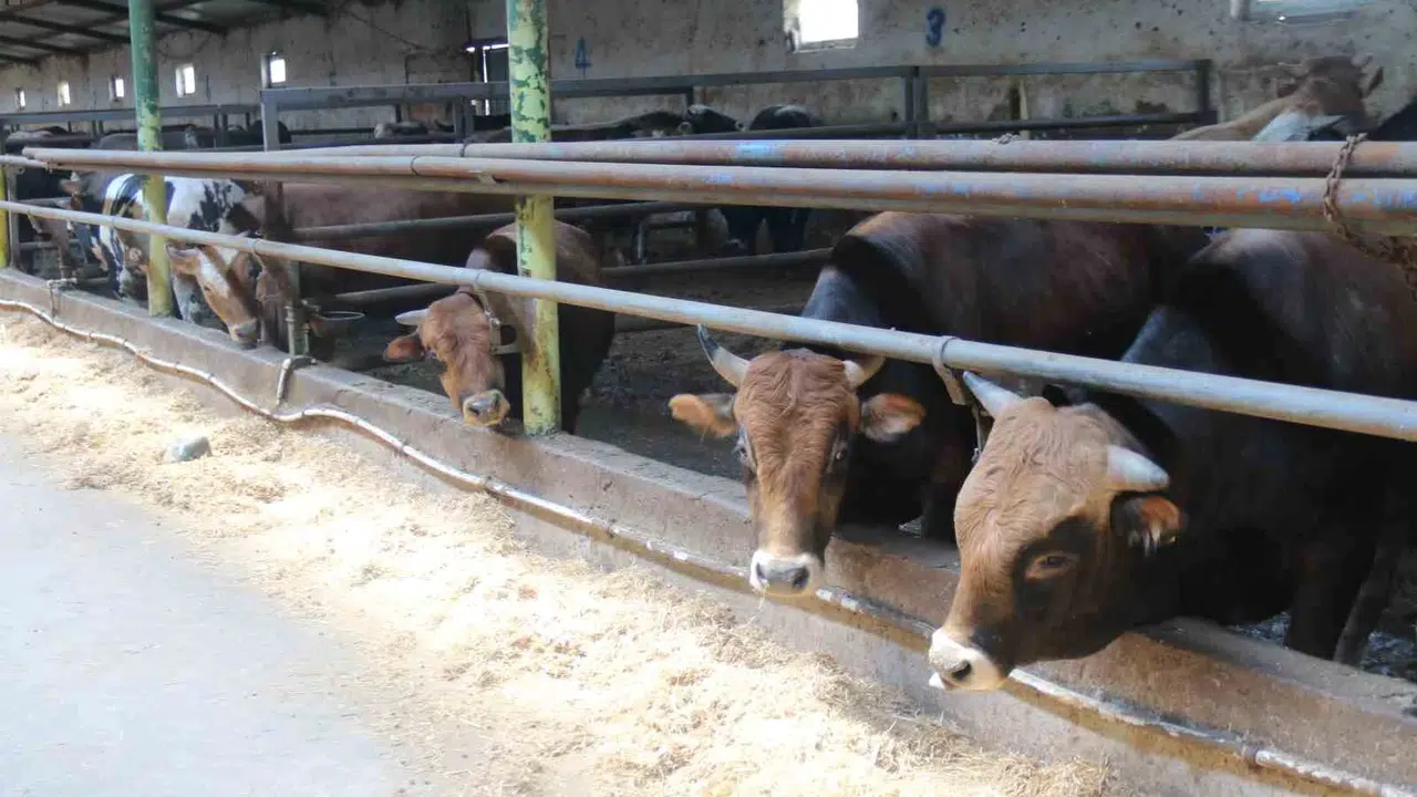 Eskişehirli besiciden kurbanlık uyarısı: Son güne kalanlar eli boş dönebilir