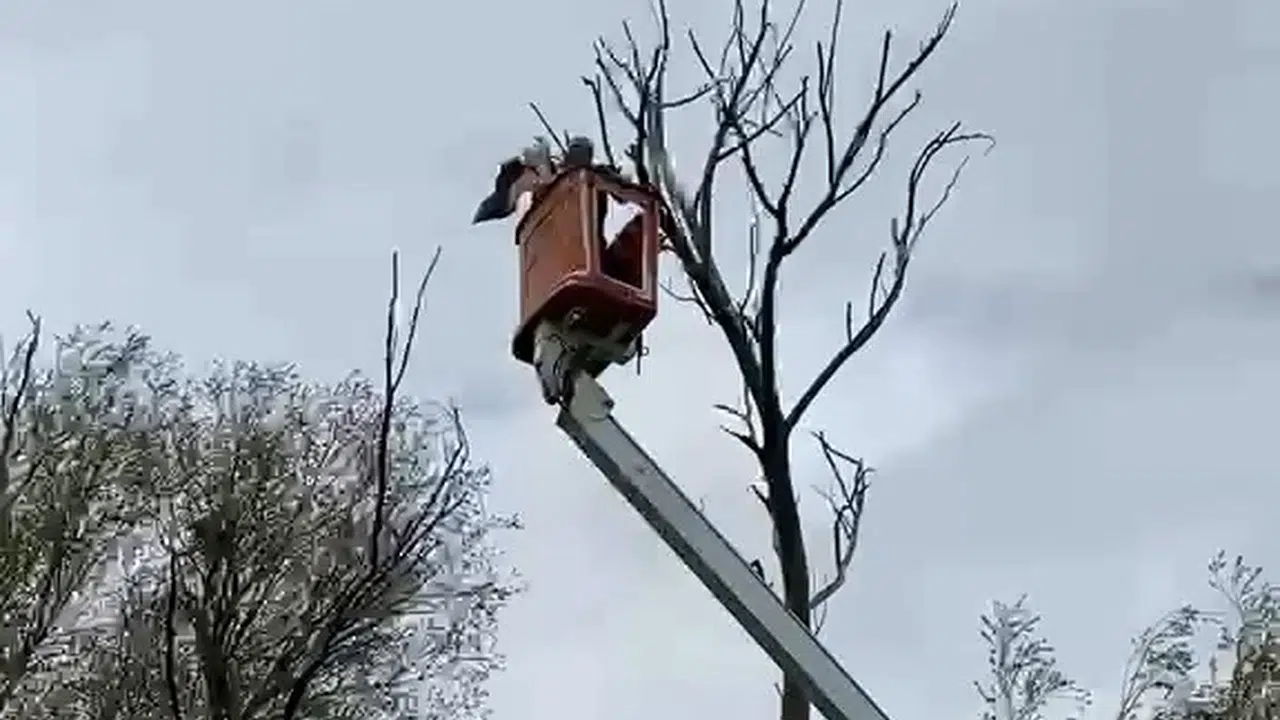 Ağaçta asılı kalan leylek için seferber oldular: Köylülerin dikkati hayat kurtardı