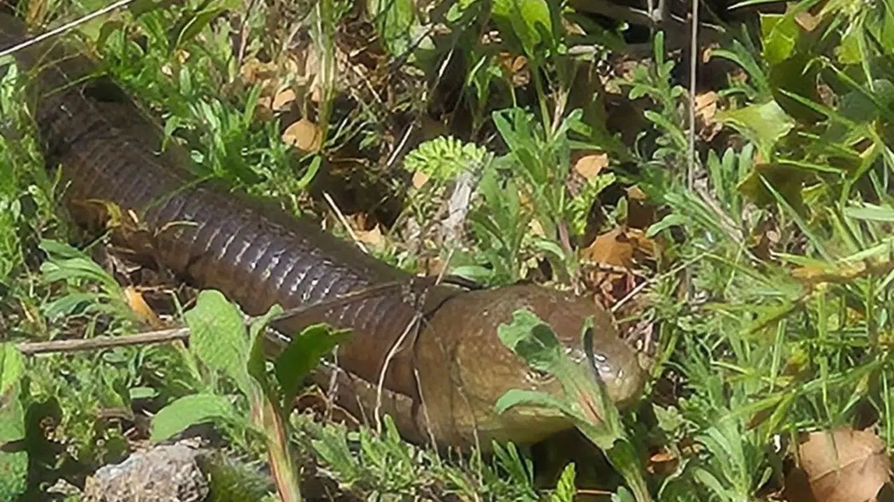 Görenler yılan sanıp korktu ama gerçeği bambaşka çıktı: Bozkurt’ta  demir yılan  şaşkınlığı
