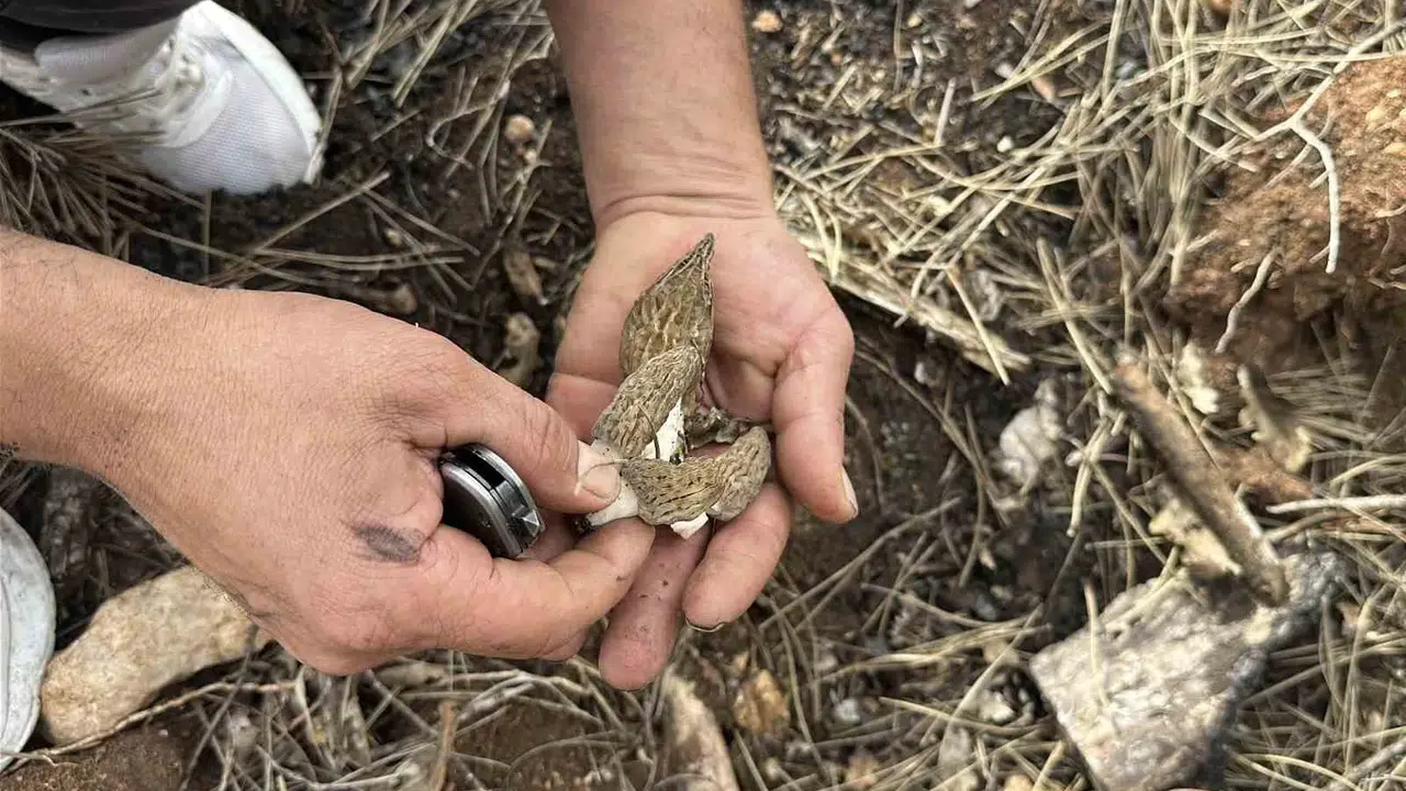 Küllerinden doğan bereket: Yanan ormanlar köylünün geçim kapısı oldu