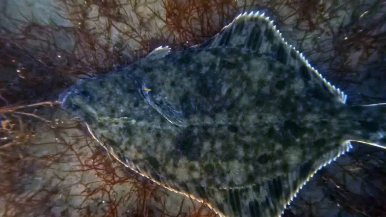 Körfezde beklenen dönüşüm gerçekleşti: Yunuslar temizlenen sulara geri döndü