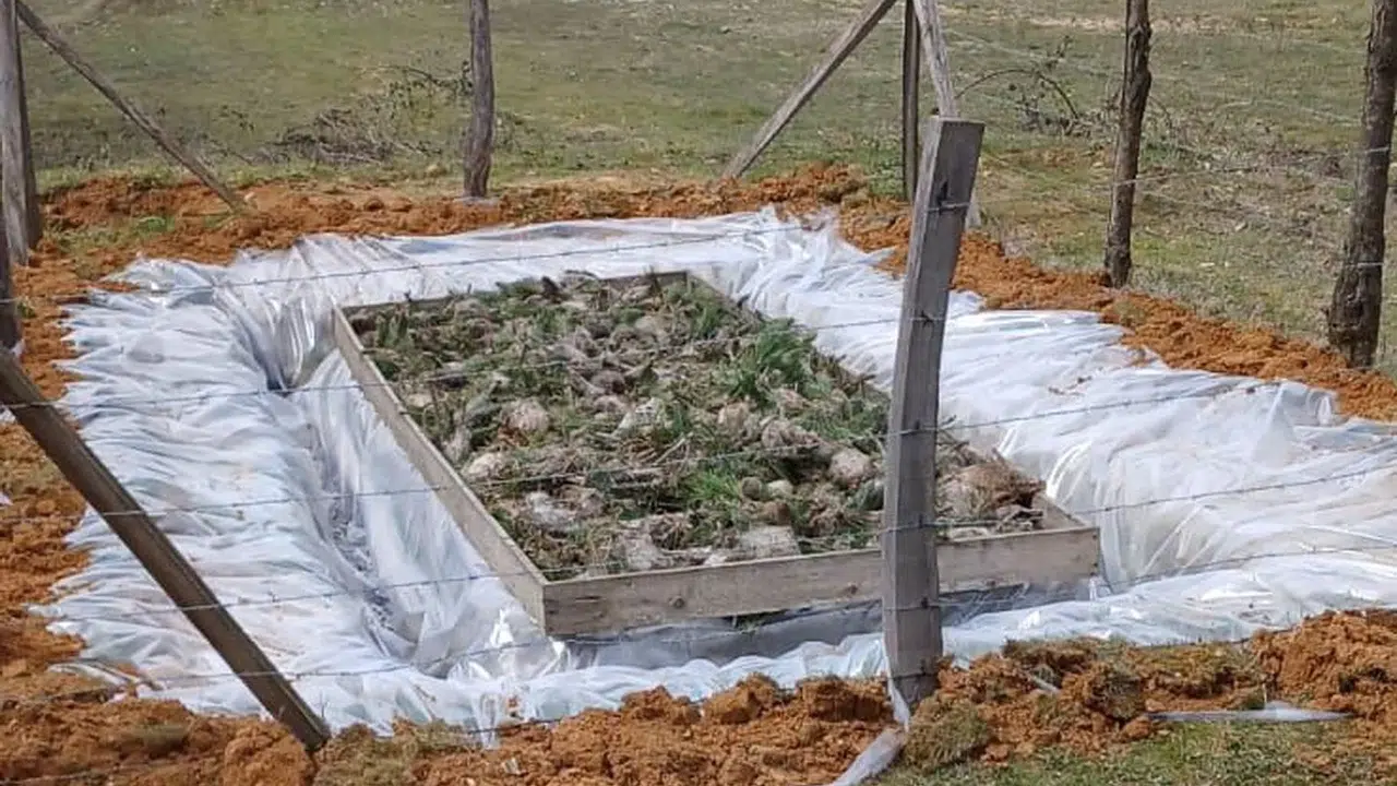 Düzce ormanlarında hummalı çalışma: Zararlılarla mücadelede doğa dostu yöntemler devrede