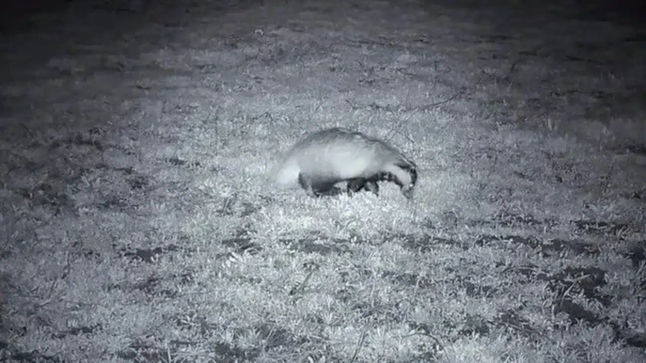 Ganos Dağları'nın gizemli misafiri: Gece karanlığında böyle görüntülendi