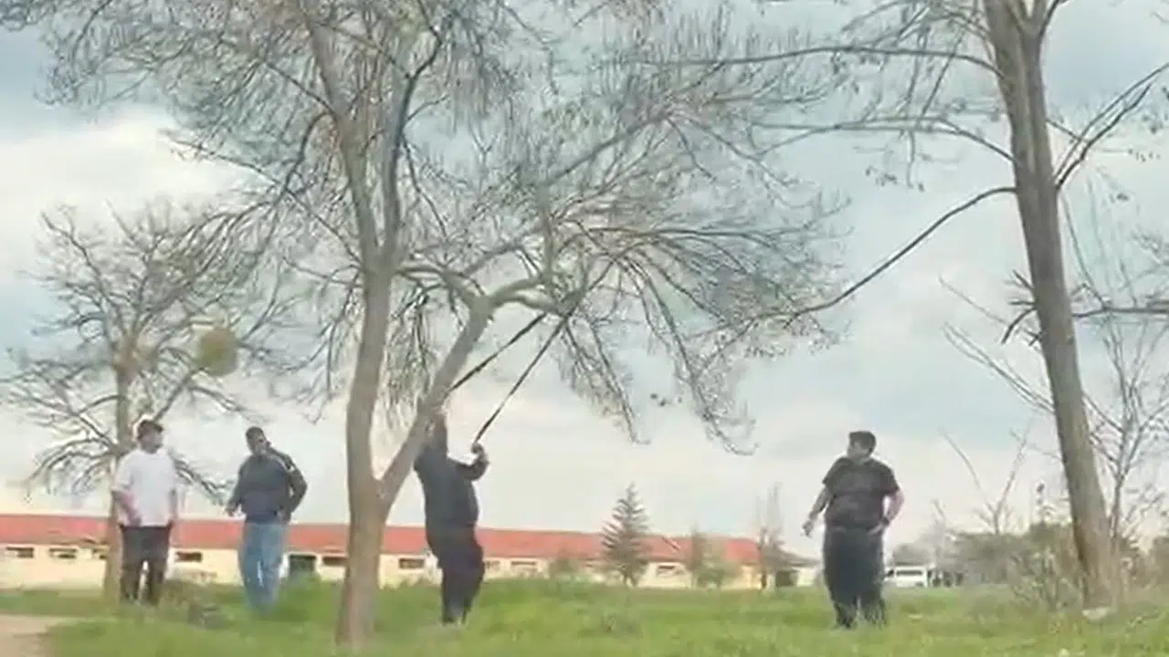 Mangal keyfi uğruna doğayı hiçe saydılar: Ağaca halat bağlayıp balta salladılar