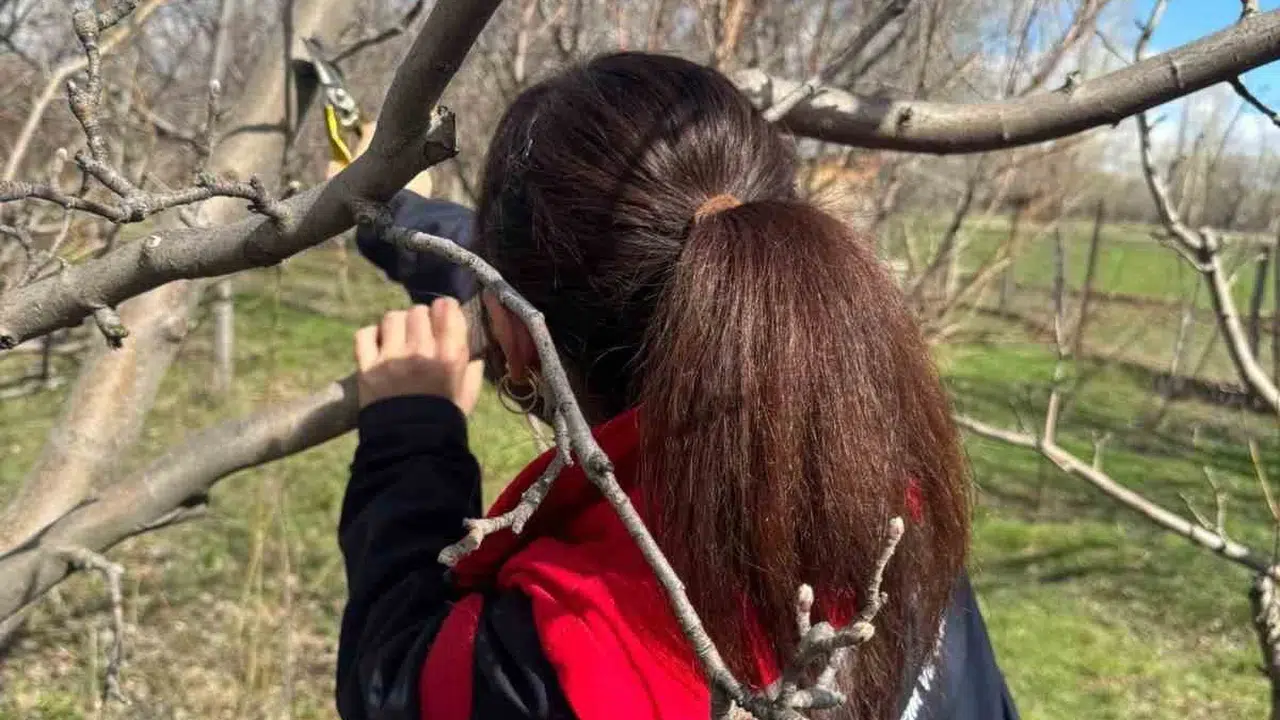 Meyvelerde bereket dönemi: Aydıntepe’de ağaçlar uzman elinde hayat buluyor