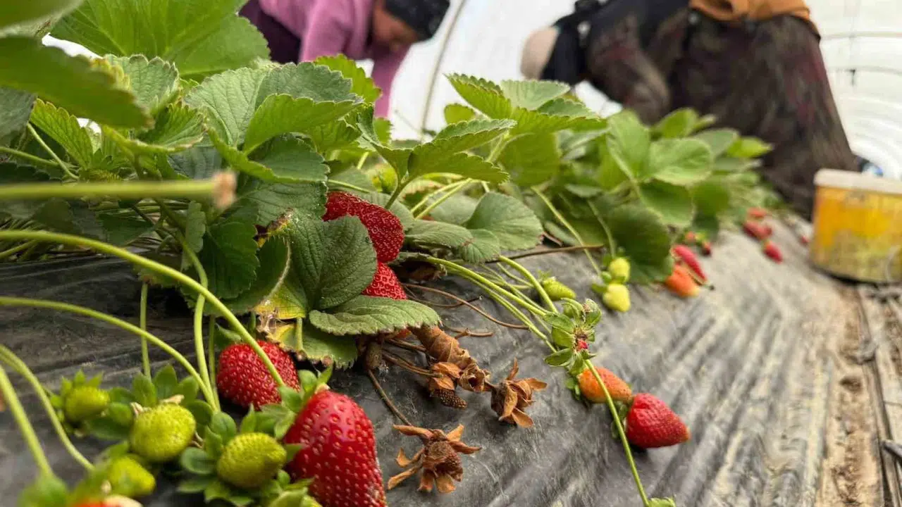 Tarlada 50, markette 150 lira: Çilek üreticisi emeğinin karşılığını alamıyor