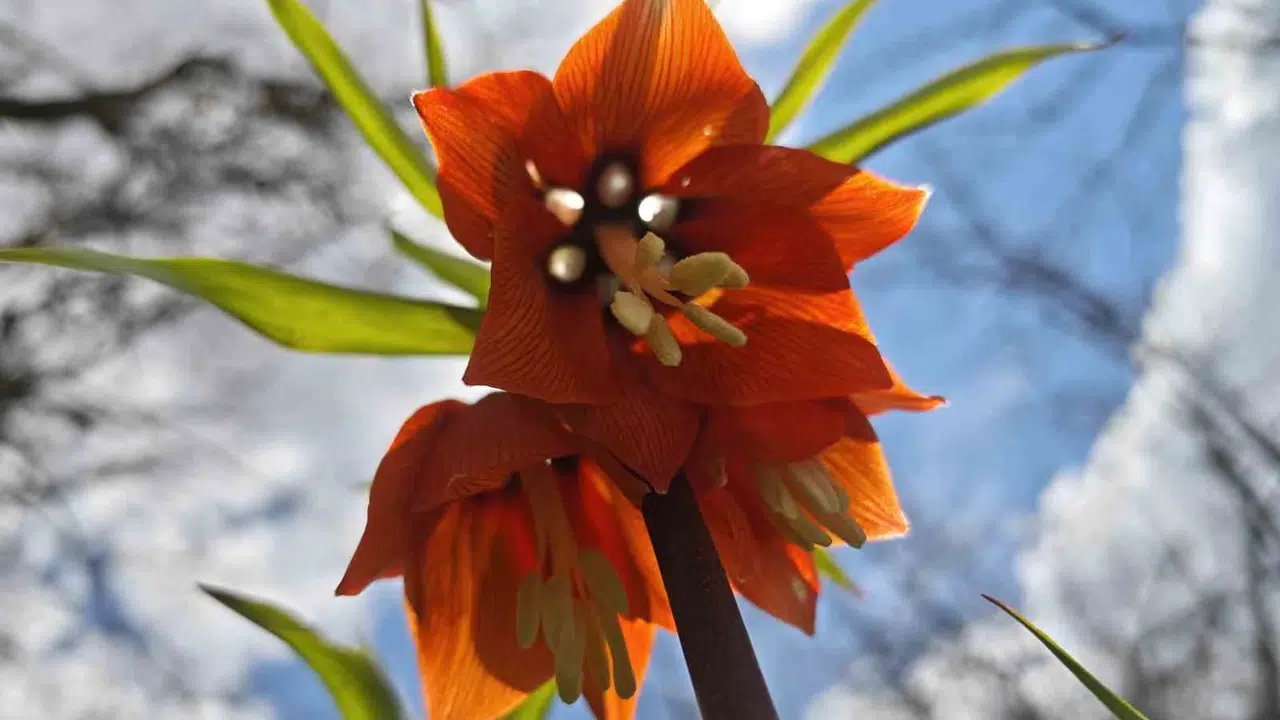 Doğanın ağlayan gelini Bitlis’te sahneye çıktı: Ko…