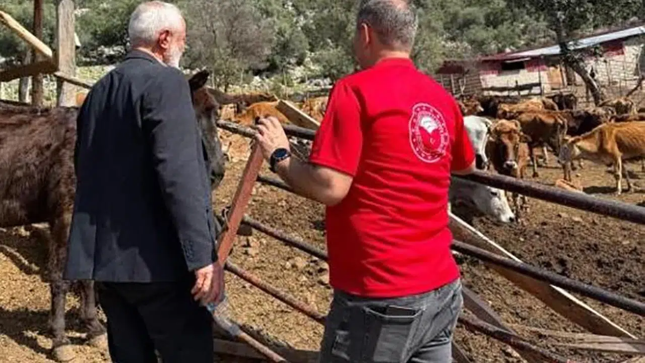 Adana'nın altın değerindeki yerli ırkı: Güney Sarısı üreticiye kazandırıyor