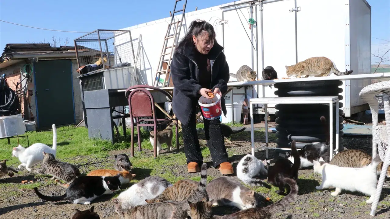 Hayatını sokaktaki dostlarına adadı: Onlarca kedinin hem annesi hem koruyucusu oldu