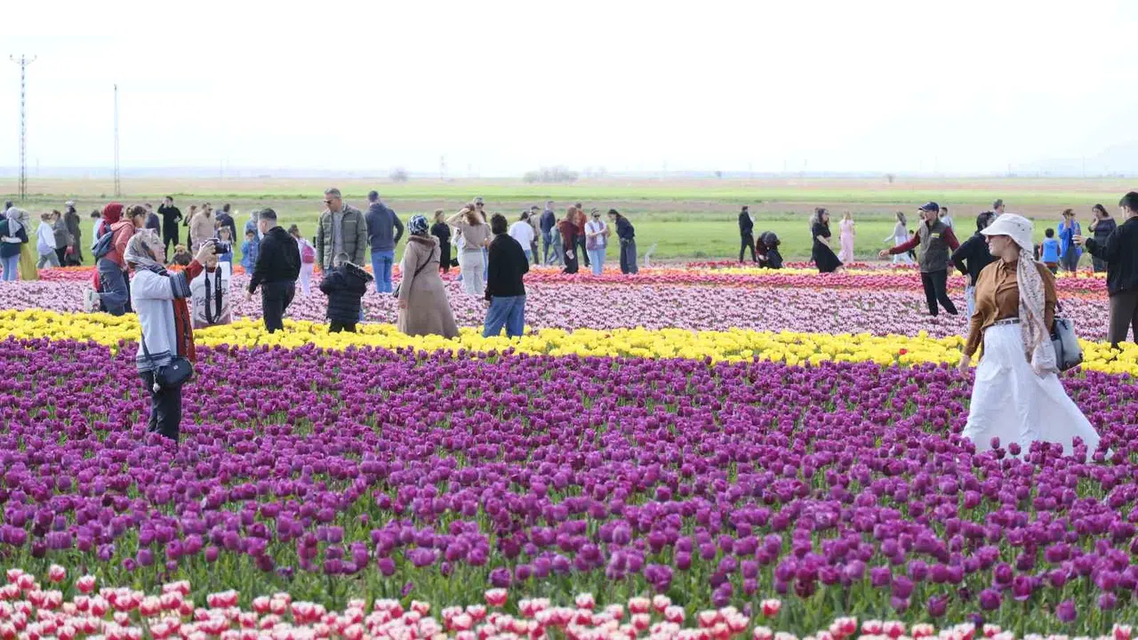 Rengarenk bir görsel şölen sona erdi: 400 bin kişi Türkiye’nin en büyük lale tarlasına akın etti