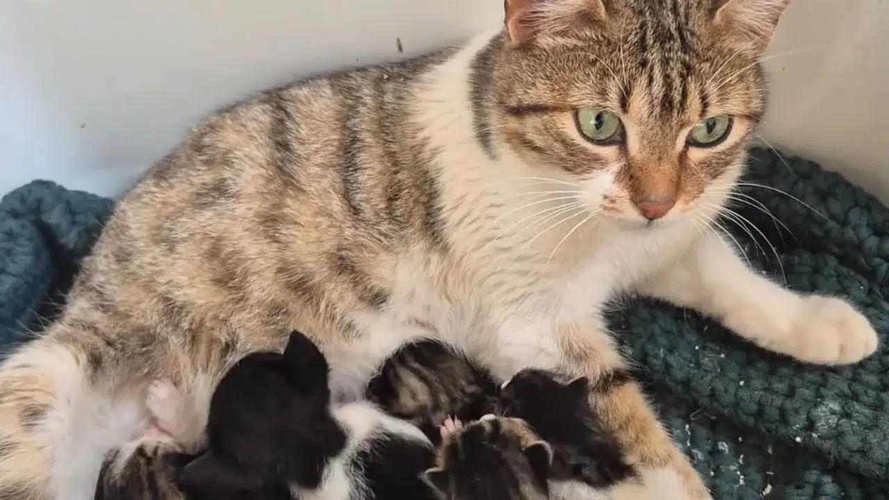 Sokaktaki dostlara sıcak yuva eli: Germencik Belediyesi'nden anlamlı sahiplendirme çağrısı