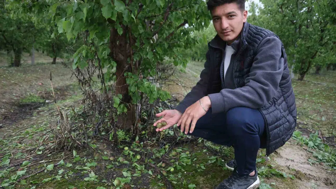Amik Ovası’nda kabus dolu dakikalar: Hasada günler kala kayısı bahçeleri yerle bir oldu