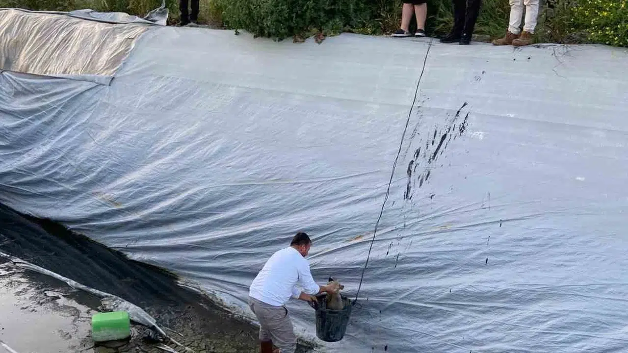 Ölümden döndüler: Çilek havuzunda mahsur kalan 5 yavru köpeğe belediye eli uzandı