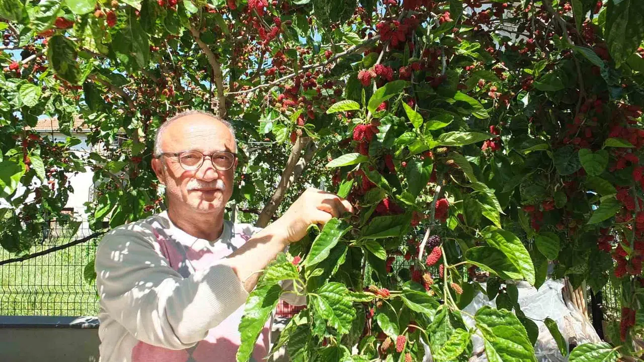 Burhaniye’de bahar bereketi: Dut ağaçları erkenci çıktı, komşulara bayram ettirdi