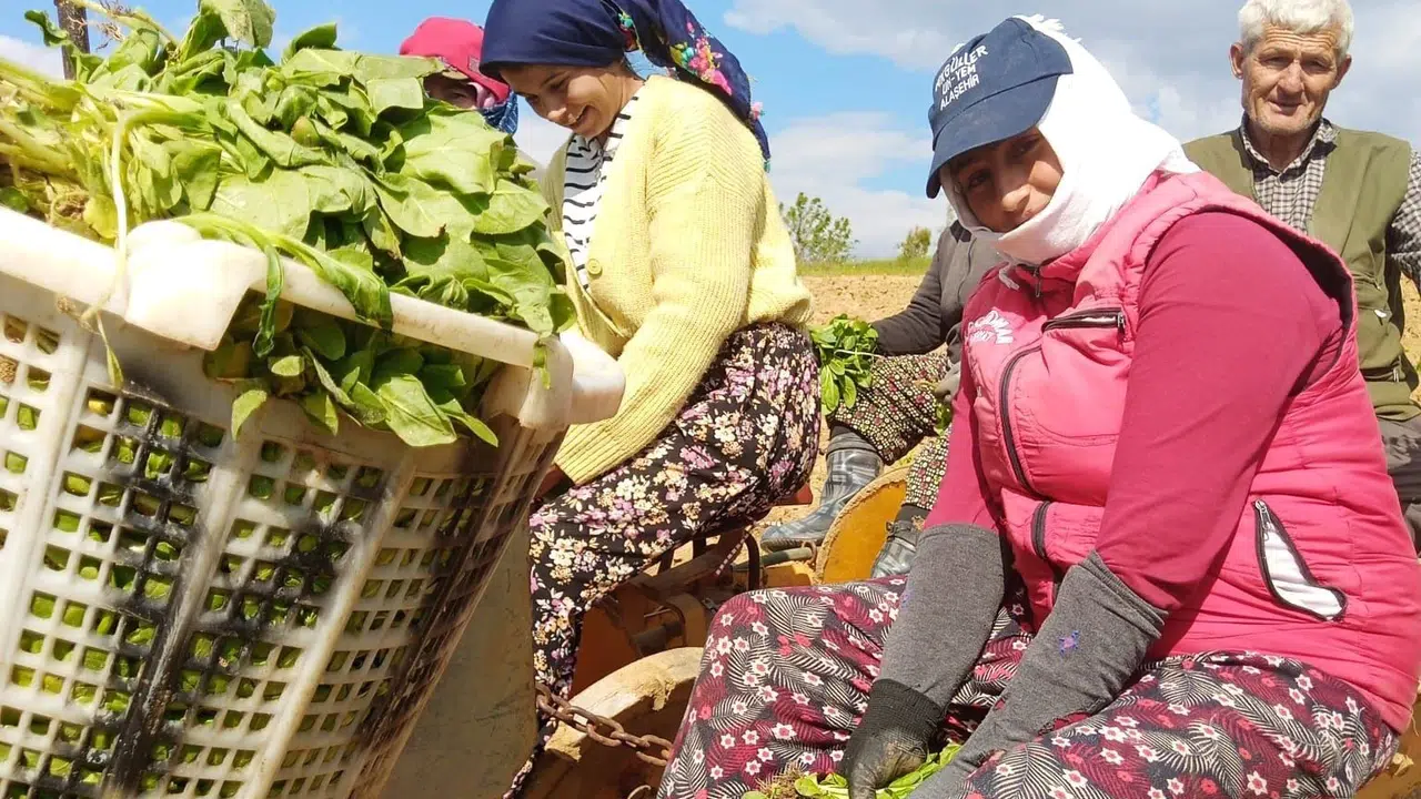 Bereketli topraklar tütünle buluştu: Sarıgöl'de sezonun ilk fideleri toprakla buluştu