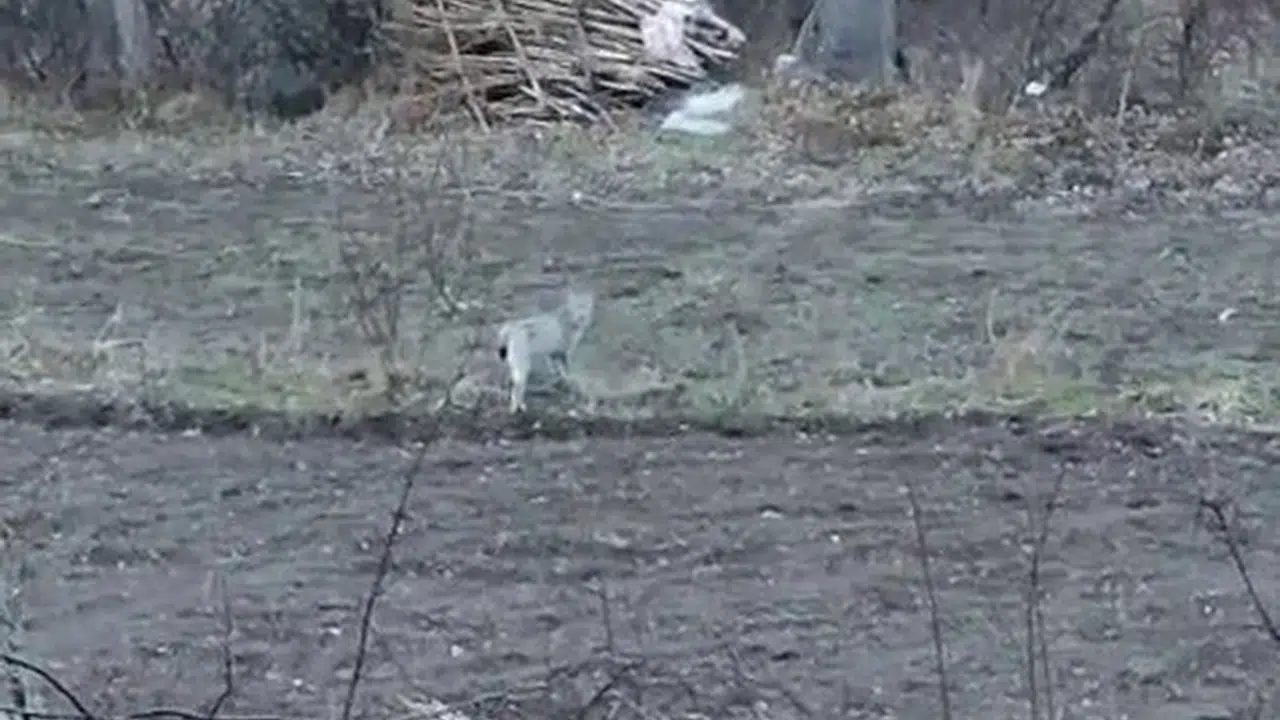 Erzurum’un ıssız arazisinde sürpriz karşılaşma: Nadir görülen vaşak kameraya yakalandı
