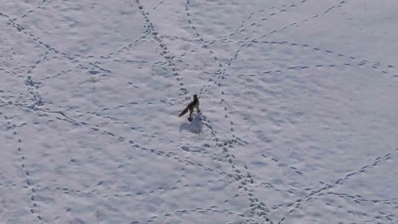 Karların arasında kusursuz odaklanma: Tilkinin nefes kesen avı dron kamerasında