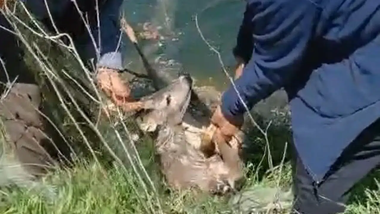 Ölümden döndü: İpsala’da kanala düşen karacayı vatandaşlar son anda kurtardı
