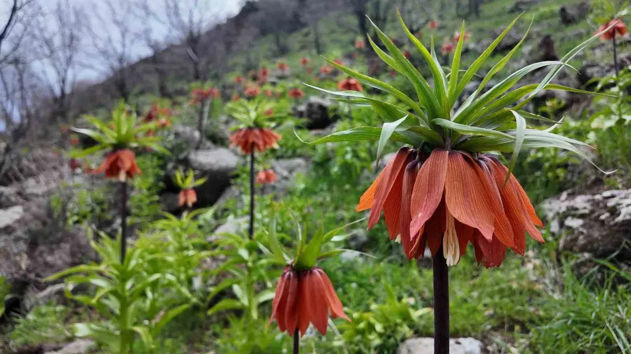 Doğanın hüzünlü güzeli Bingöl dağlarında boy gösterdi: Koparmanın bedeli dudak uçuklatıyor