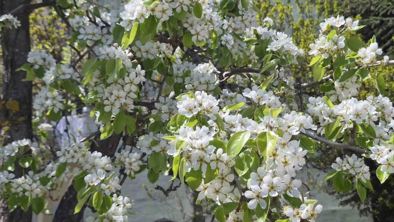 Eskişehir’de baharın kartpostallık yüzü: Bembeyaz çiçekleriyle görenleri kendine hayran bıraktı