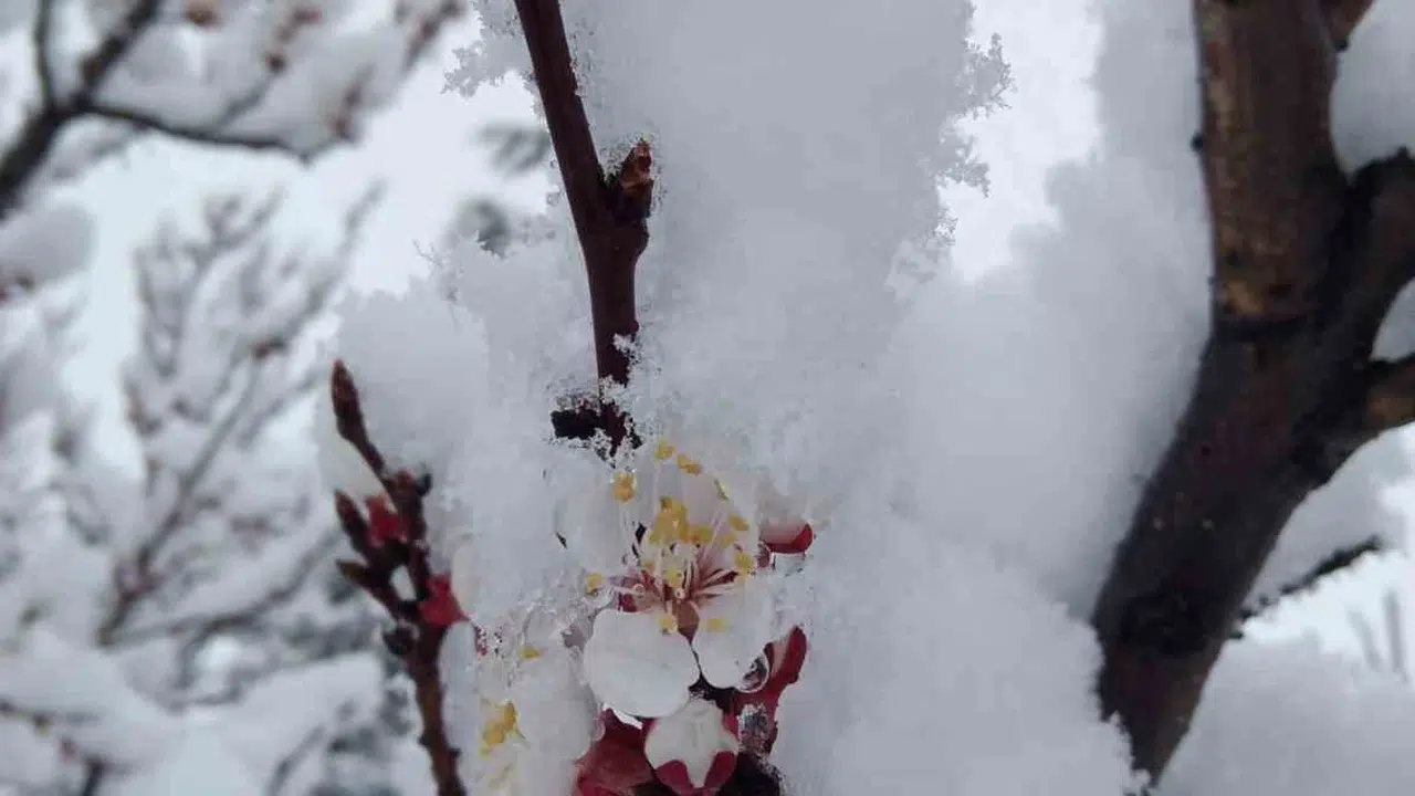 Baharın müjdecisi nisan ayında kış geri döndü: Kayseri'de lapa lapa kar sürprizi