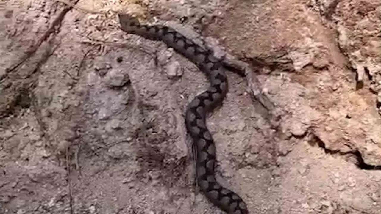 Odun yığınları arasında gizlenmişti: Orman işçileri nadir görülen zehirli misafirle karşılaştı