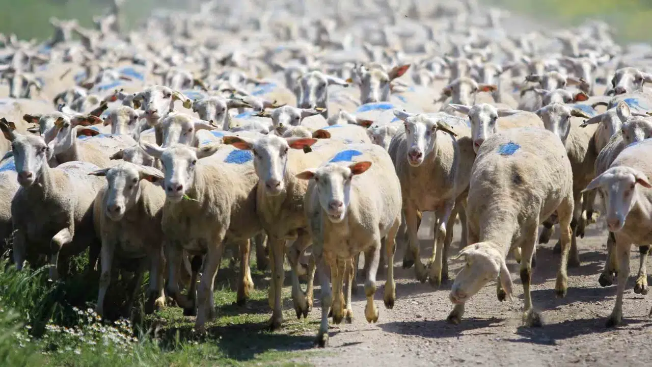 Kırsalda üretim atağı için son saatler: 180 bin liralık destek ve 100 baş hayvan fırsatını kaçırmayın