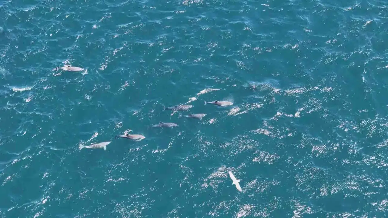 Boğaz’ın neşeli misafirleri baharı müjdeledi: Sarayburnu’nda büyüleyici dans