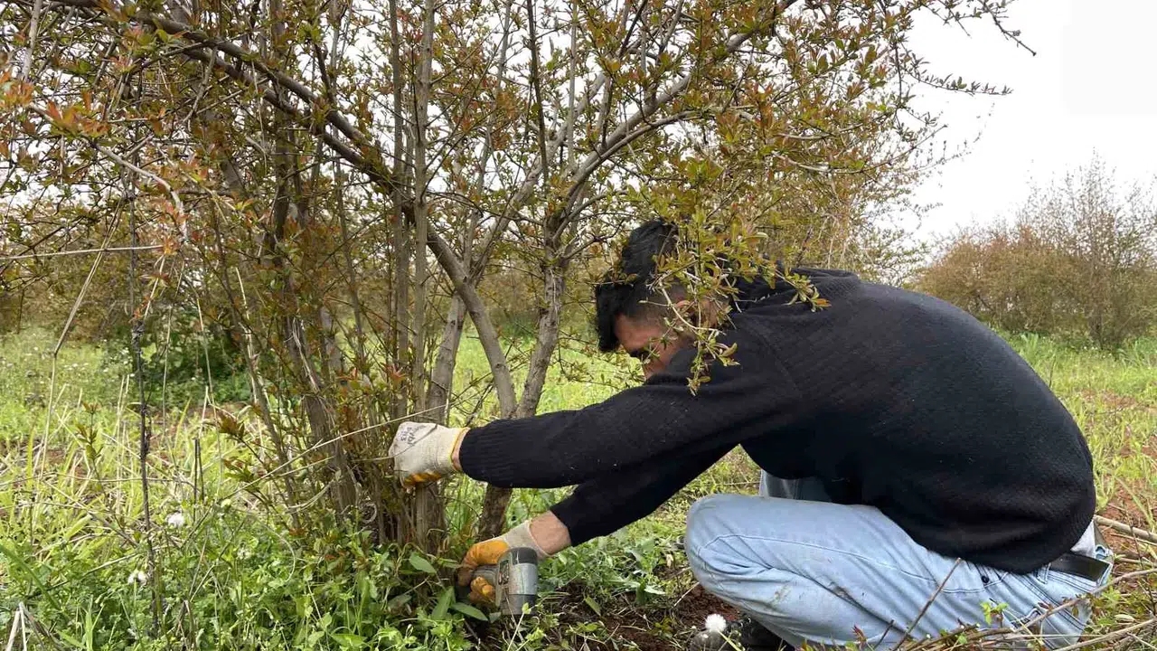 Avrupa'nın tescilli lezzeti Suruç narı baharı bekliyor: Verim artışı için hummalı çalışma