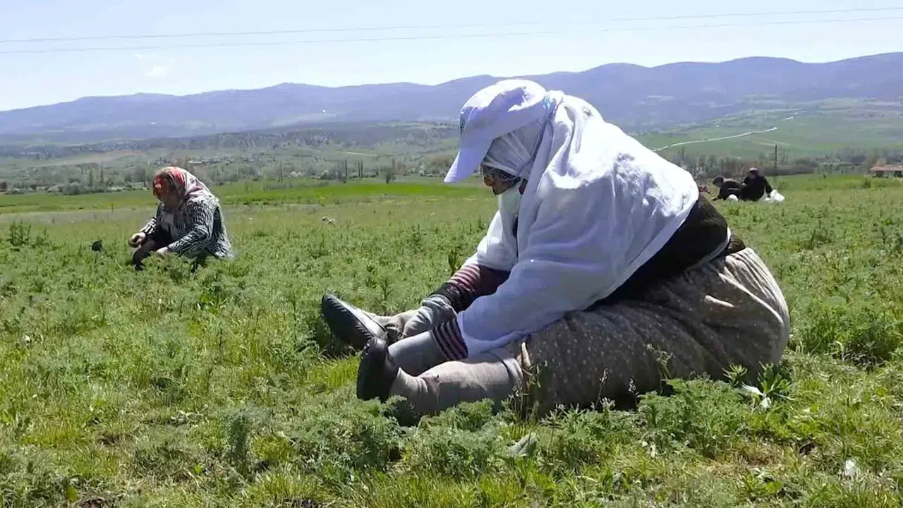 Doğanın bereketi sofralara taşınıyor: Çorum'da madımak mesaisi başladı