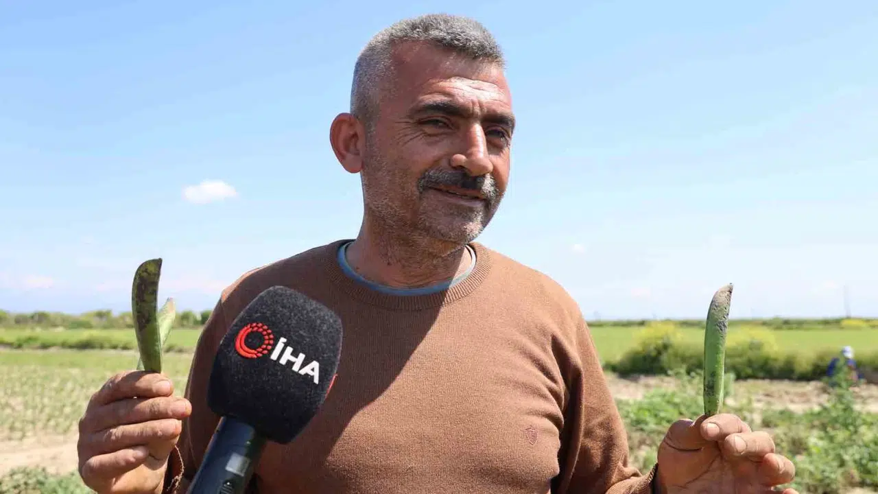 Adana’nın bereketli toprakları Karadeniz’i kıskandırdı: Tarladan çıkan bezelye hamsiyle yarışıyor