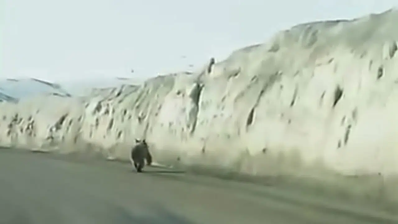 Sürücüler gözlerine inanamadı: Gürpınar’da beklenmedik misafir trafiği birbirine kattı