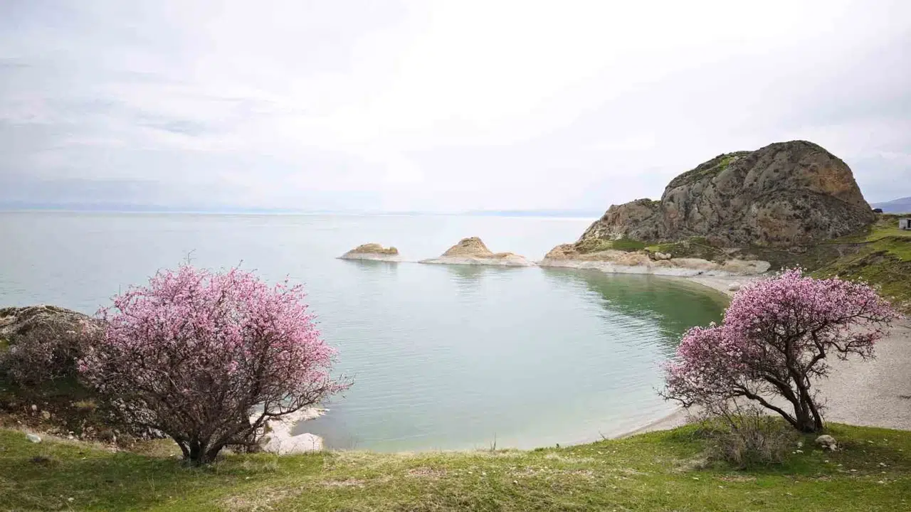 Van Gölü’nün mavisi badem çiçekleriyle buluştu: Doğa kartpostallık görüntülere sahne oluyor