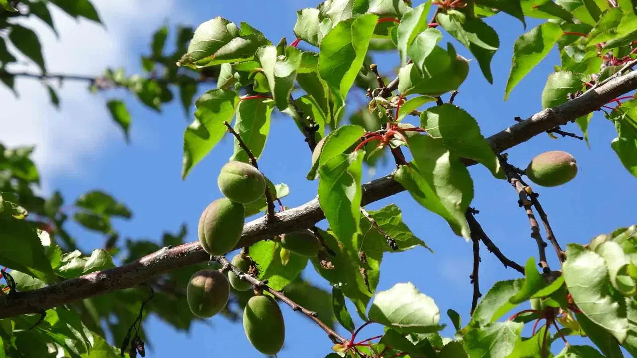 Malatya’da kayısı bereketi için gözler gökyüzünde: Üretici bu kez umutlu